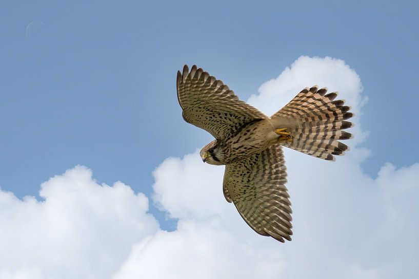 Kestrel by Ton Valk