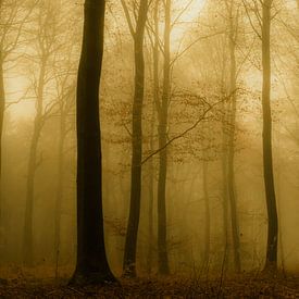 Bomen in de mist van Michel Burgers