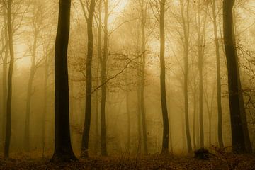 Bomen in de mist van Michel Burgers