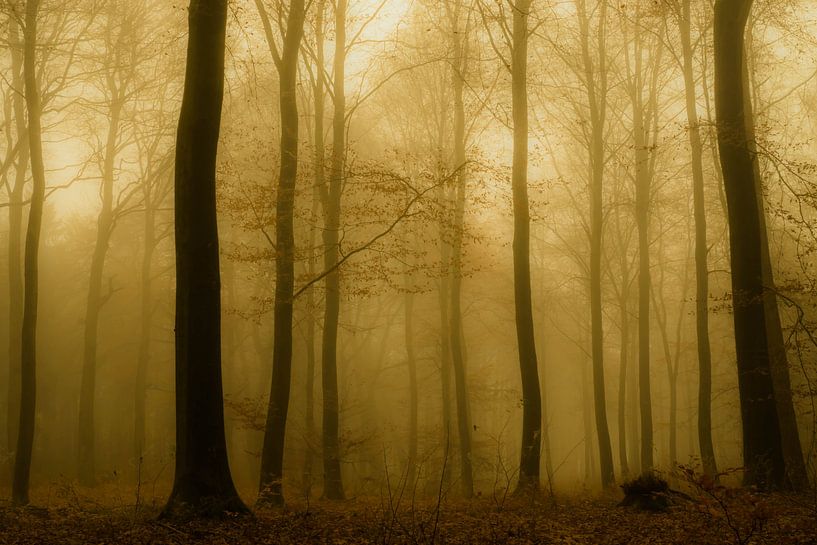 Bomen in de mist by Michel Burgers