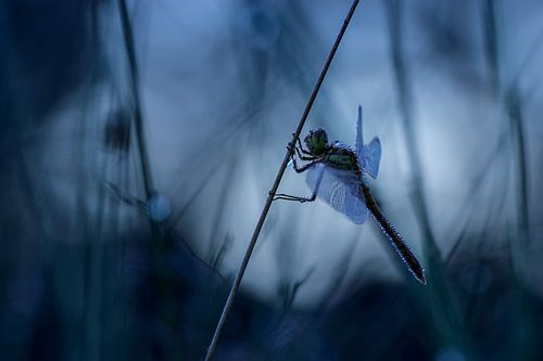 Libellule dans la rosée