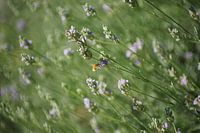 Lavender plant with woolly pear