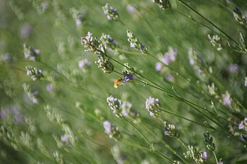 Lavendelpflanze mit Wollbirne von Peter Broer