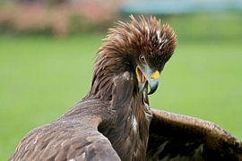 aigle royal ( aquila chrysaetos) sur gea strucks