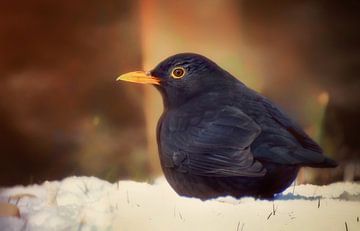 Amsel im Schnee von Maickel Dedeken