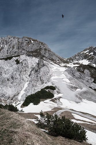 Oostenrijkse Alpen – Vroeg Voorjaar met Sneeuw en Vogel