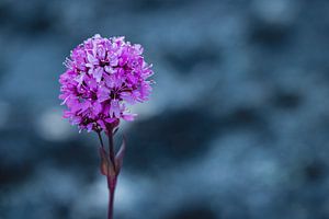 Lila Blume vor grauem Hintergrund in Grönland