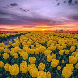 Geel tulpenveld zonsopkomst van Sidney van den Boogaard