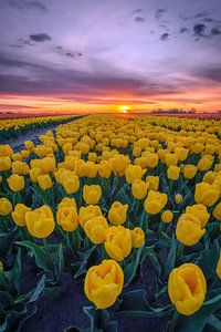 Champ de tulipes jaunes au lever du soleil