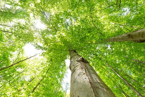 Große Buchen Baumwipfel