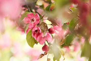 The beautiful hawthorn by tim eshuis