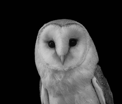 Face to face with the barn owl, black and white