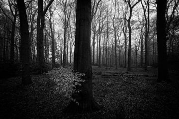 Eikenbladeren in donker bos