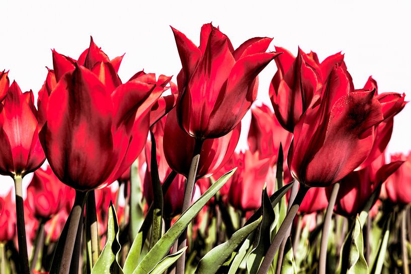 red tulips digitale art by eric van der eijk