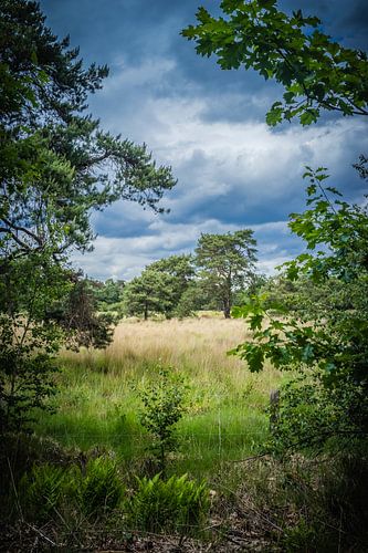 Heidelandschap in Nederland met mooie wolken op de achtergrond.