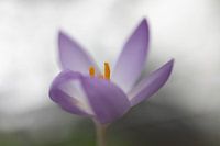 Crocus