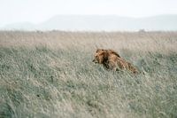 Lion mâle assis après une forte pluie – Serengeti, Tanzanie