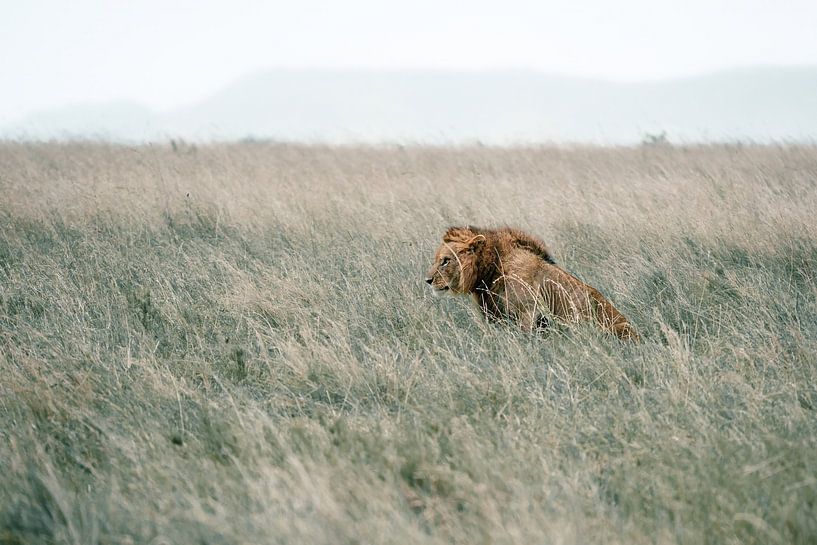 Lion mâle assis après une forte pluie – Serengeti, Tanzanie par RobinV