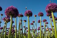 champ de bulbes en fleurs