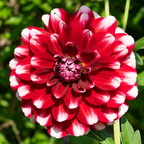 Dahlia (Dahlia)