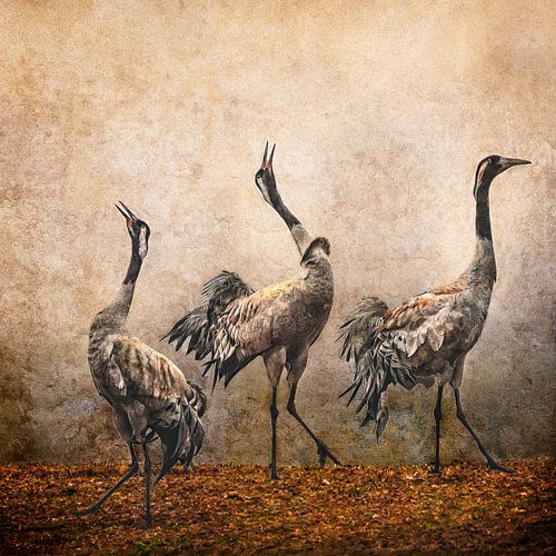 Two birds are talking but the third one doesn't want to listen.