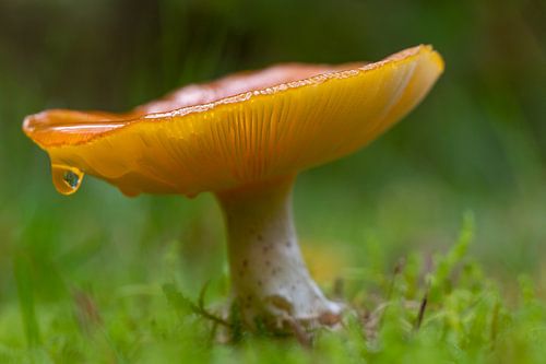 Champignon dans la goutte