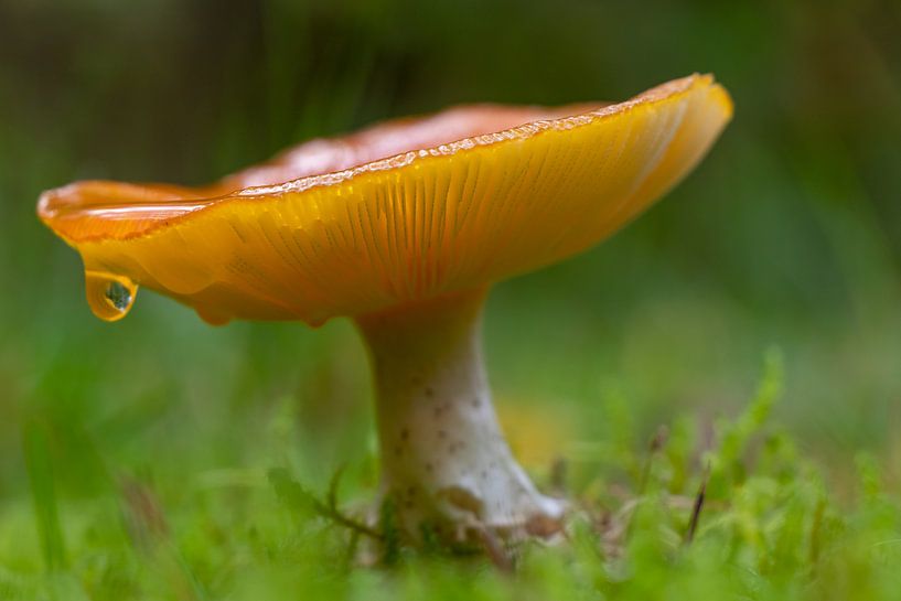 Champignon dans la goutte par Anjo ten Kate