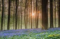 Hallerbos