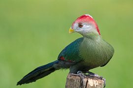 Red-crowned booby on pole by Petra Vastenburg