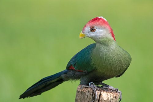 Roodkuiftoerako op paal