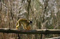 Bolivianischer Totenkopfäffchen-Affe auf einem Ast