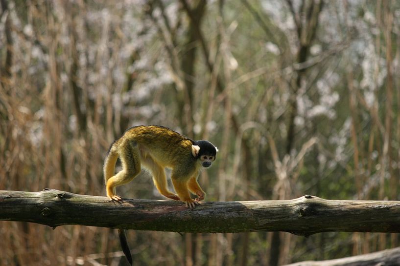 Bolivian squirrel monkey on a branch by Suzanne Schoepe