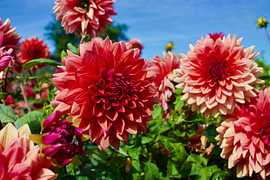 Beautiful flowers in the sunshine by Gregor Abbas