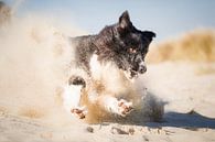 Just missed | Border collie fetches on the beach by Pieter Bezuijen thumbnail