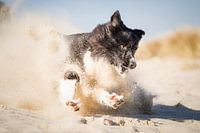 Just missed | Border collie fetches on the beach