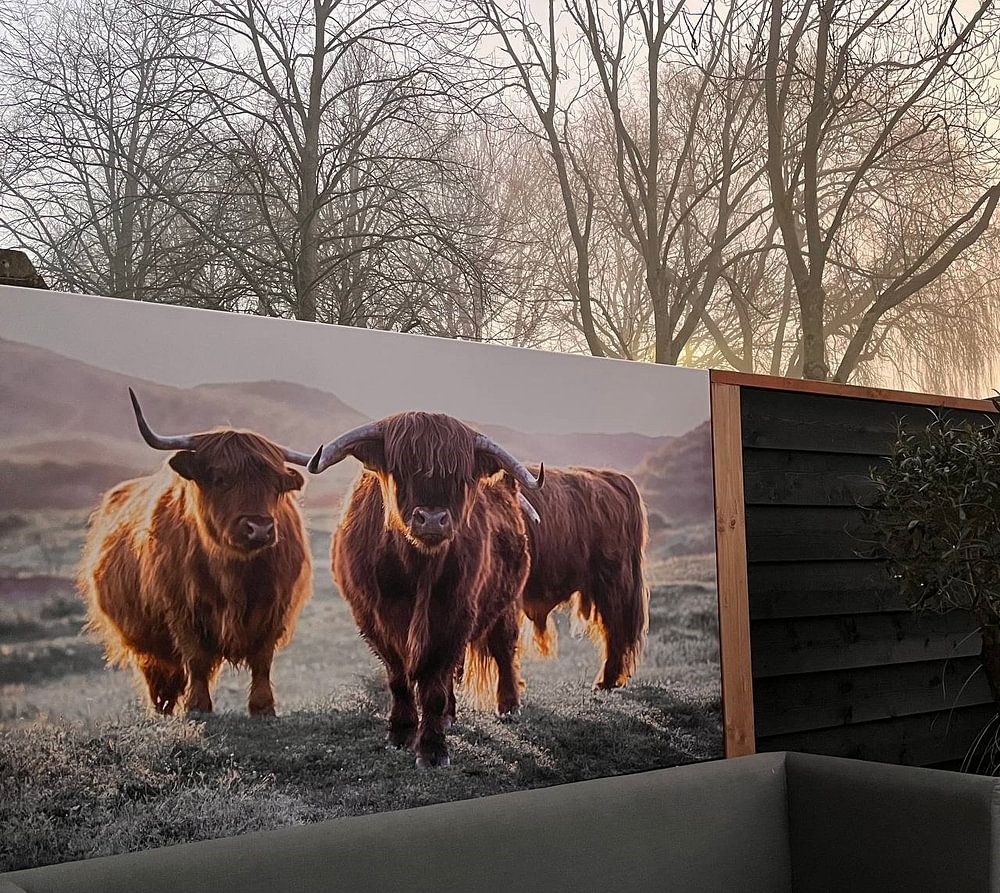 Highlanders écossais par Karel Ton