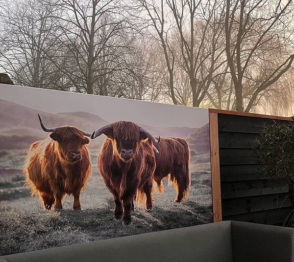 Schotse Hooglanders