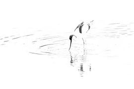 Licht, lijnen en sierlijke vormen van Diana Mieras