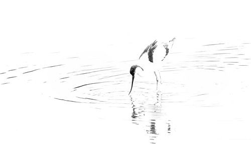 Licht, lijnen en sierlijke vormen