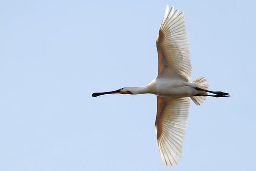Lepelaar in volle vlucht