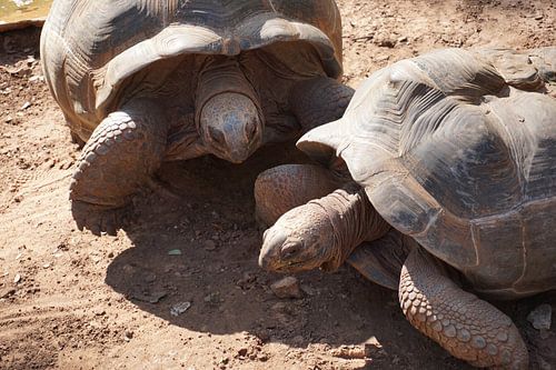 schildpad turtle