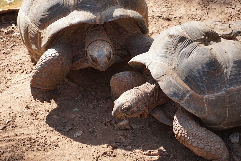 schildpad turtle von Bart Cornelis de Groot