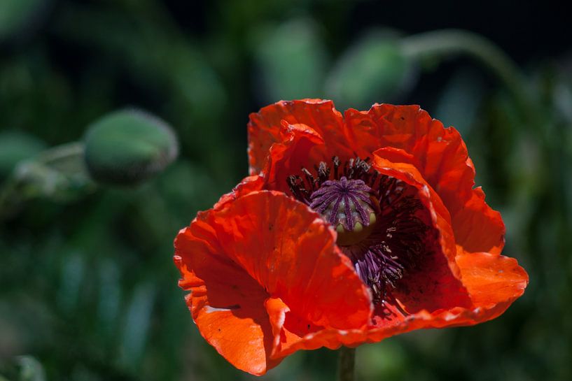 papaver bloem schittert in de zon van mick agterberg