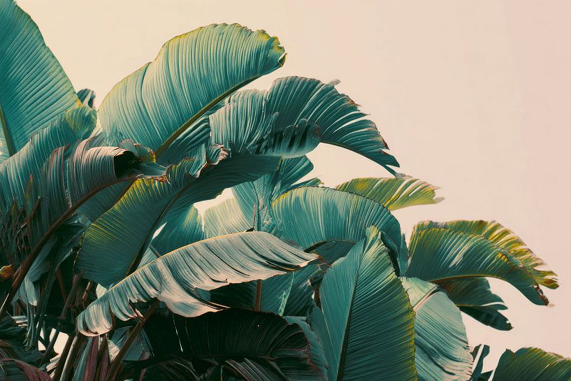 Feuilles de bananes Silhouette tropicale contre lumière douce par Eva Lee