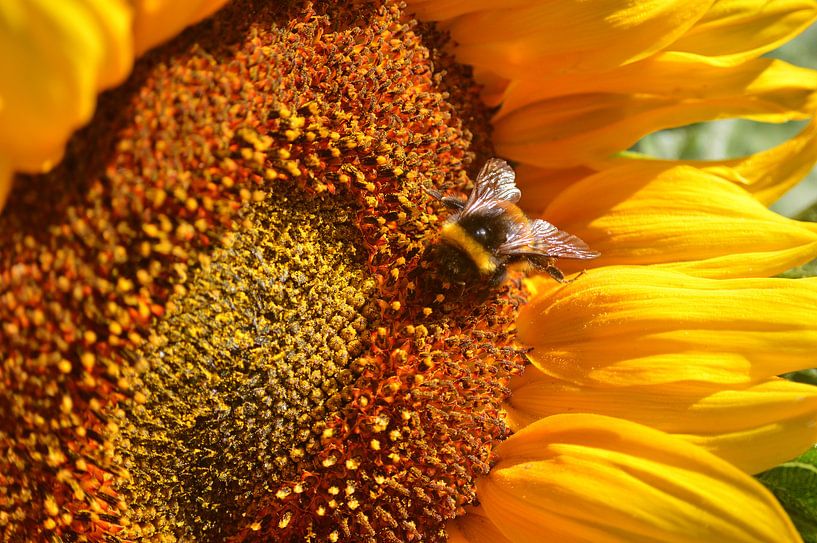 Sonnenblumendetail par Edgar Schermaul