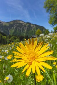 L'or des prairies de montagne