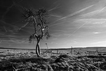 High Fens in black and white - 5