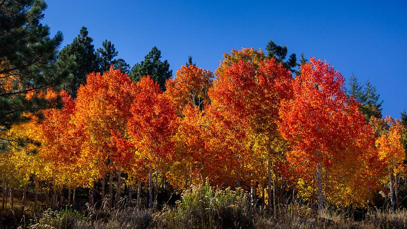 Amerikaanse Aspens in de herfst, Verenigde Staten van Adelheid Smitt