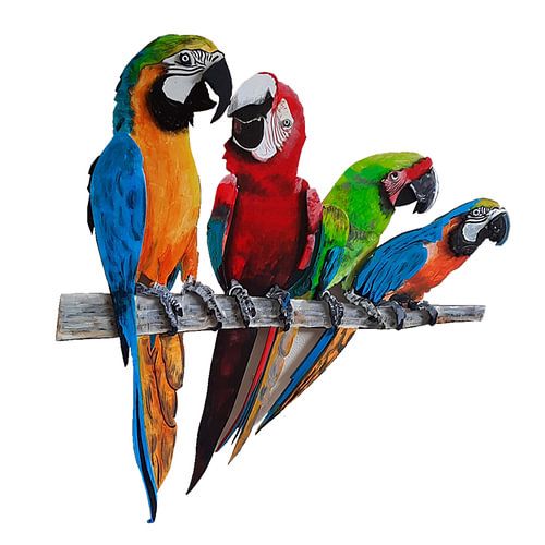 Perroquets, oiseaux multicolores et copulateurs