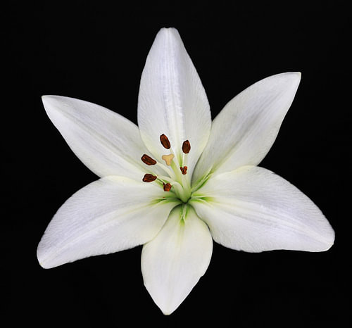 Bloemen
